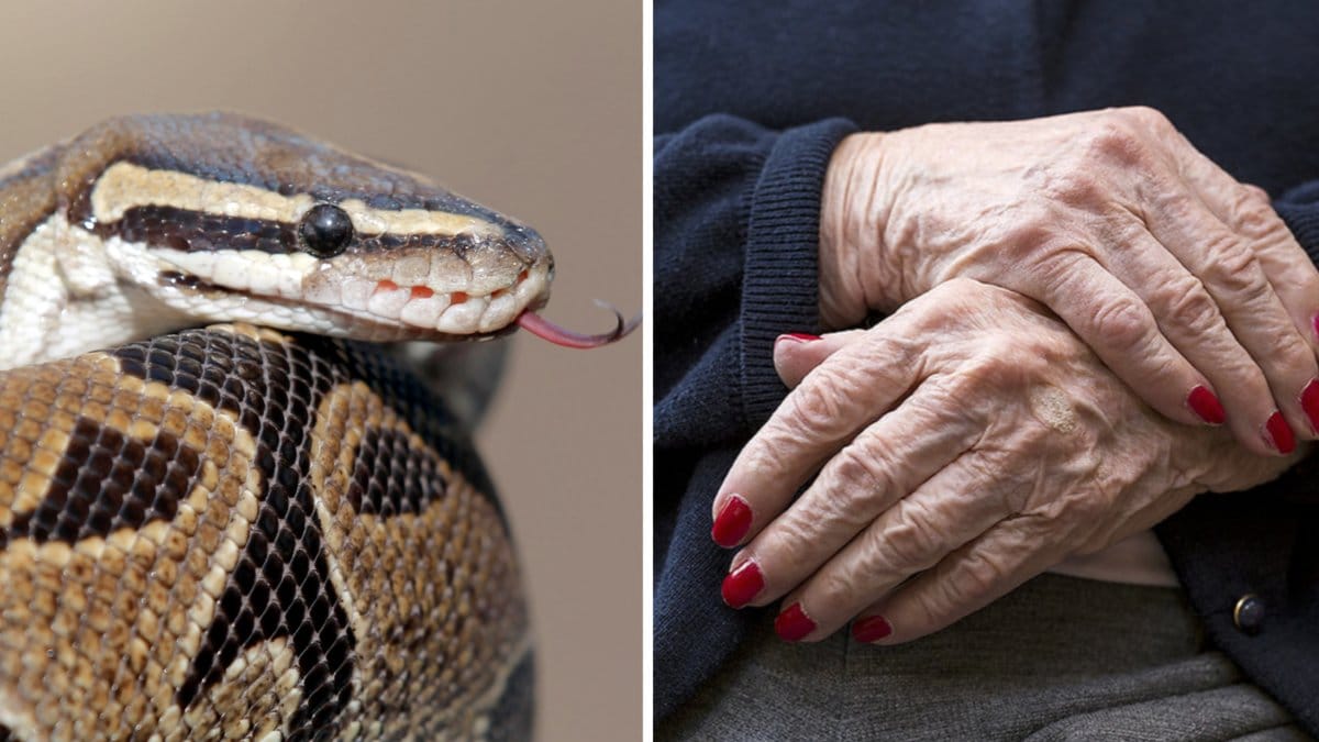 En mormor blev uppäten av en pytonorm.