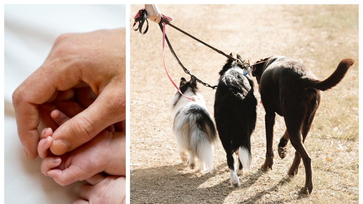 Christine Olsson/TT och Blue Bird/Pexels