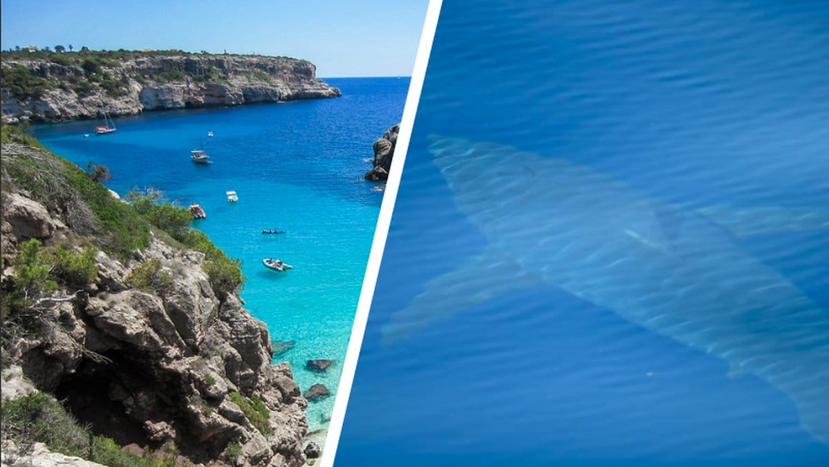 Historisk vithaj upptäckt och observerad utanför semesterön Mallorca. 