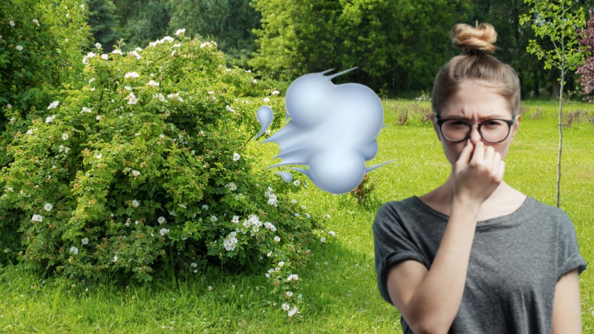 Avslöjades av sin egen fis