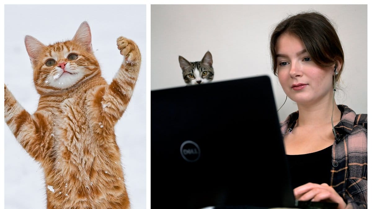 Den nya kattlagen trädde i kraft den 1 januari.