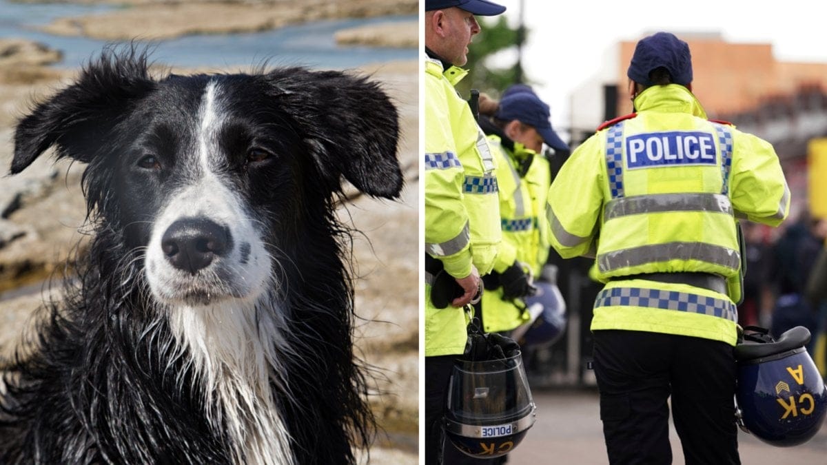 Border collien rankas ofta som en av de mest intelligenta hundraserna.