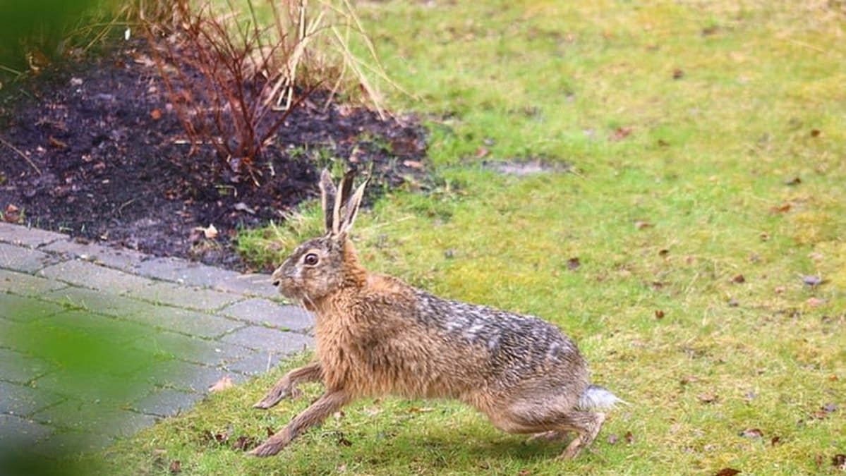 Fältharen med tre öron fångades på bild våren 2021.