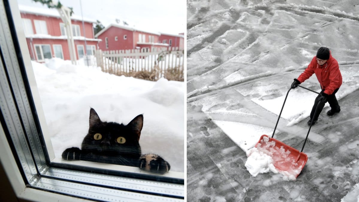 Så tar du hand om din katt i vinter