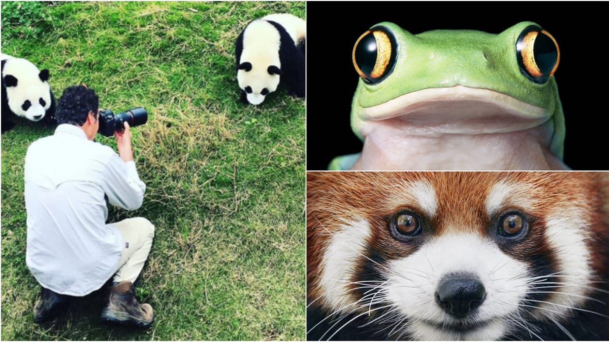 Brittiska fotografen Tim Flach specialiserar sig på att fotografera utrotningshotade djur. 