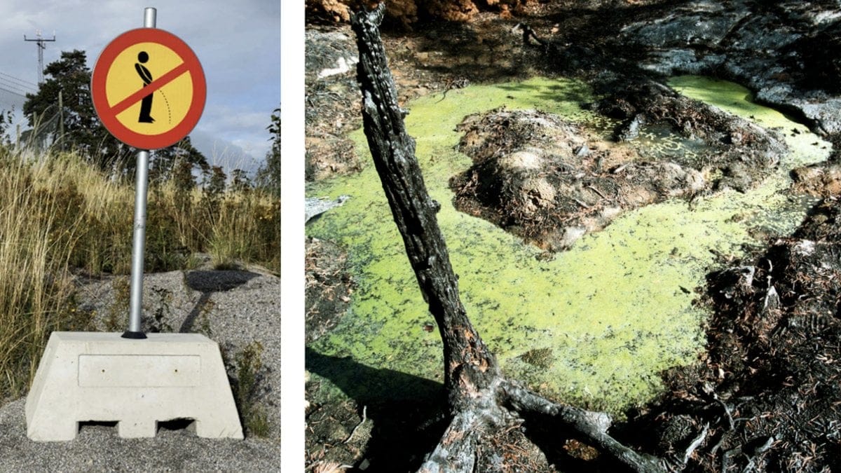 Kiss-far-alger-att-frodas