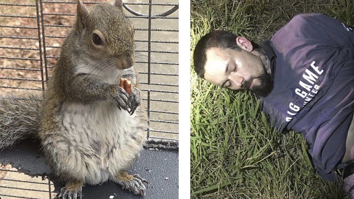 Man-gripna-for-misstankar-om-att-ha-matat-ekorre-med-meth