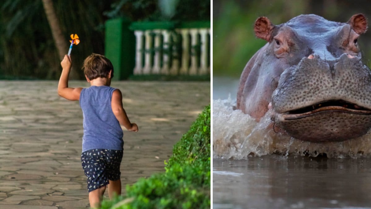 Pojke i Uganda attackerades av en flodhäst.