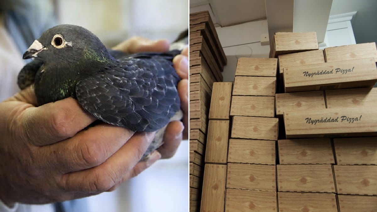 Ett försökt att smuggla in duvor i pizzakartonger stoppades. Arkivbilder.