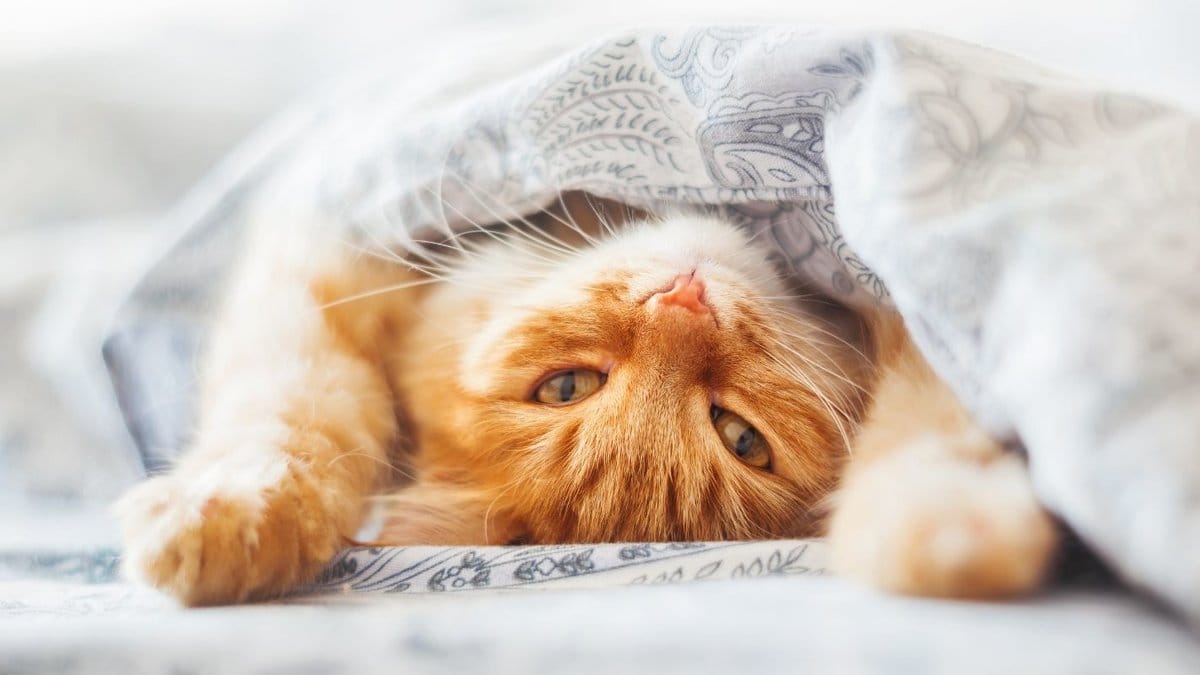 Katt_Canva