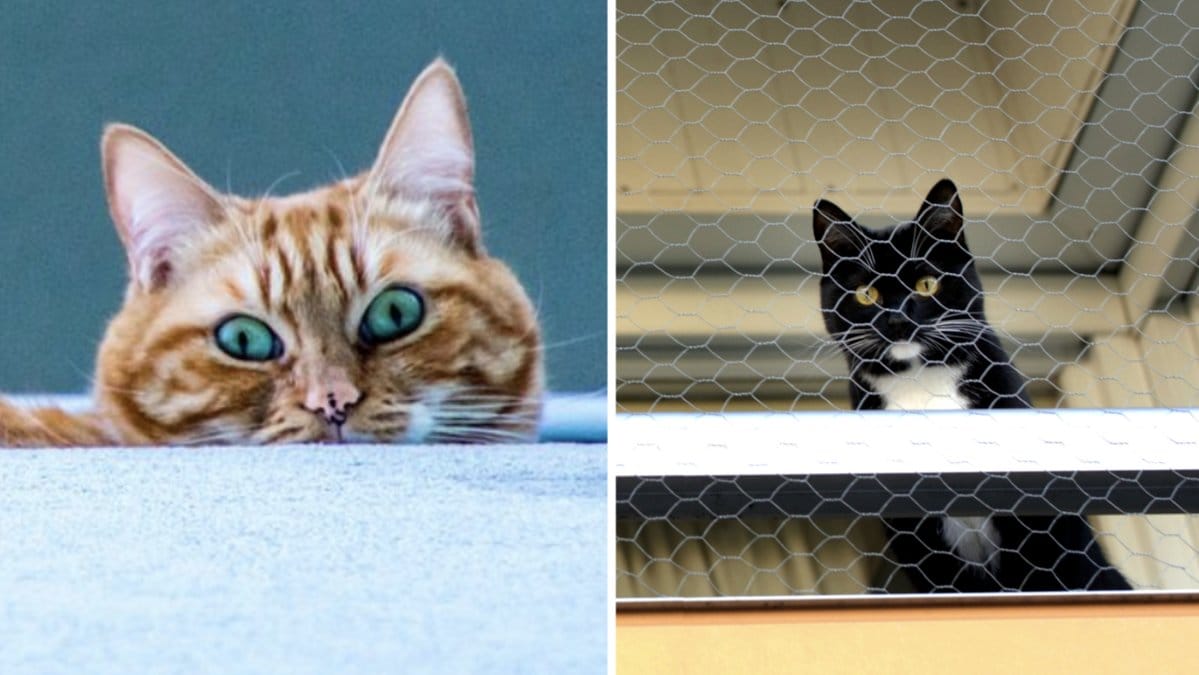 Bor högre upp än markplan är det krav på att du ska näta in balkongen.