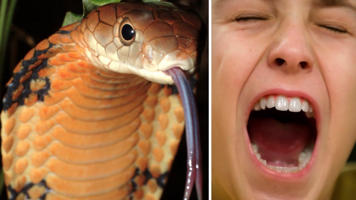 Kobran mötte sitt missöde och dog av det mänskliga bettet.