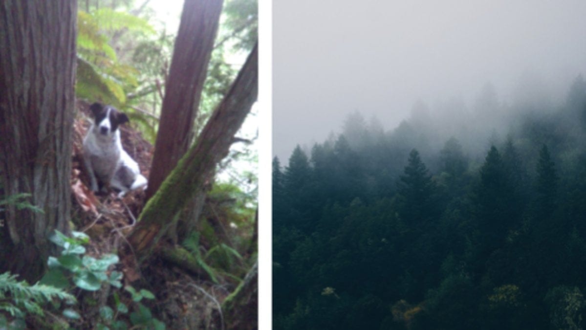 Hunden-Daisy-stannade-vid-avlidna-husses-sida