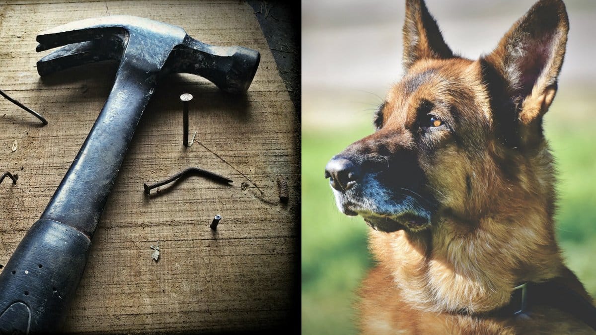 Hund-mordade-sin-hund-med-en-hammare