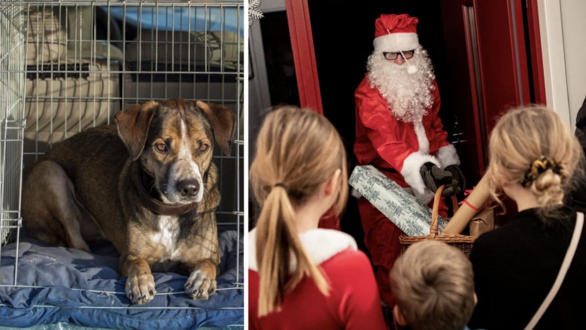 Resa med hund i jul