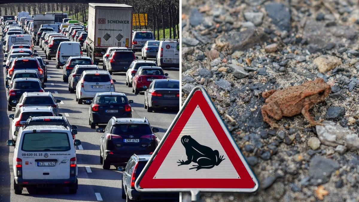 Bilkö på en väg och en groda som vandrar över en väg.