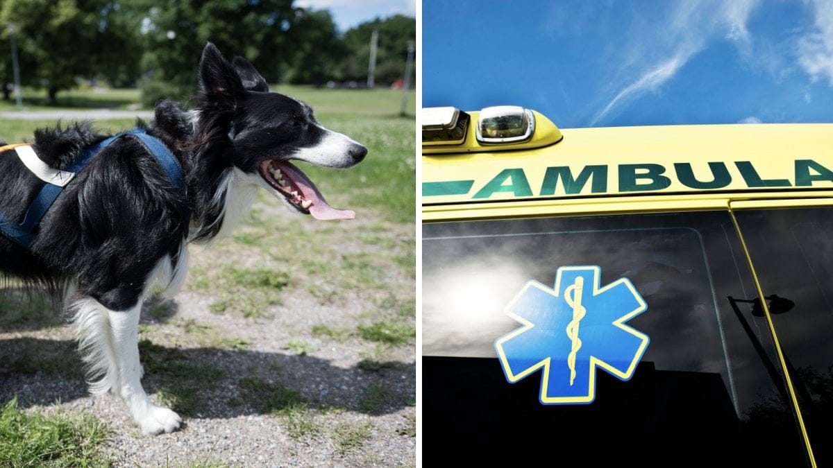 En hund kan avlivas om ingen vill ta över den. Genrebilder. 