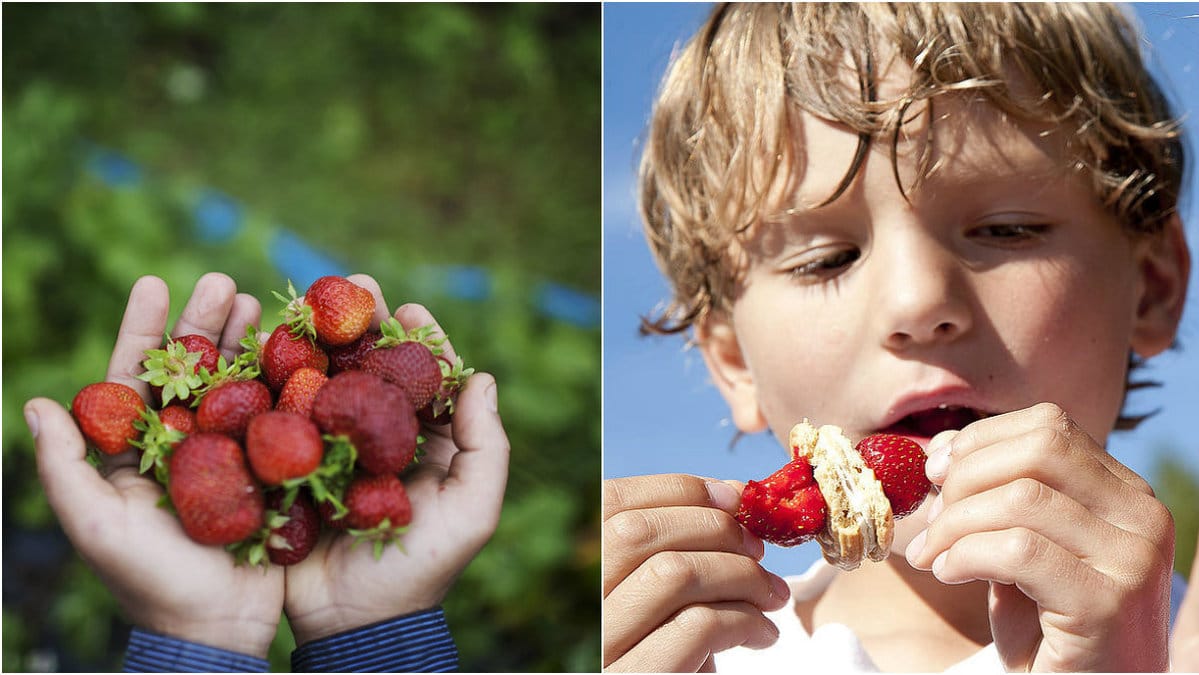 Kommer det finnas jordgubbar tills midsommar?