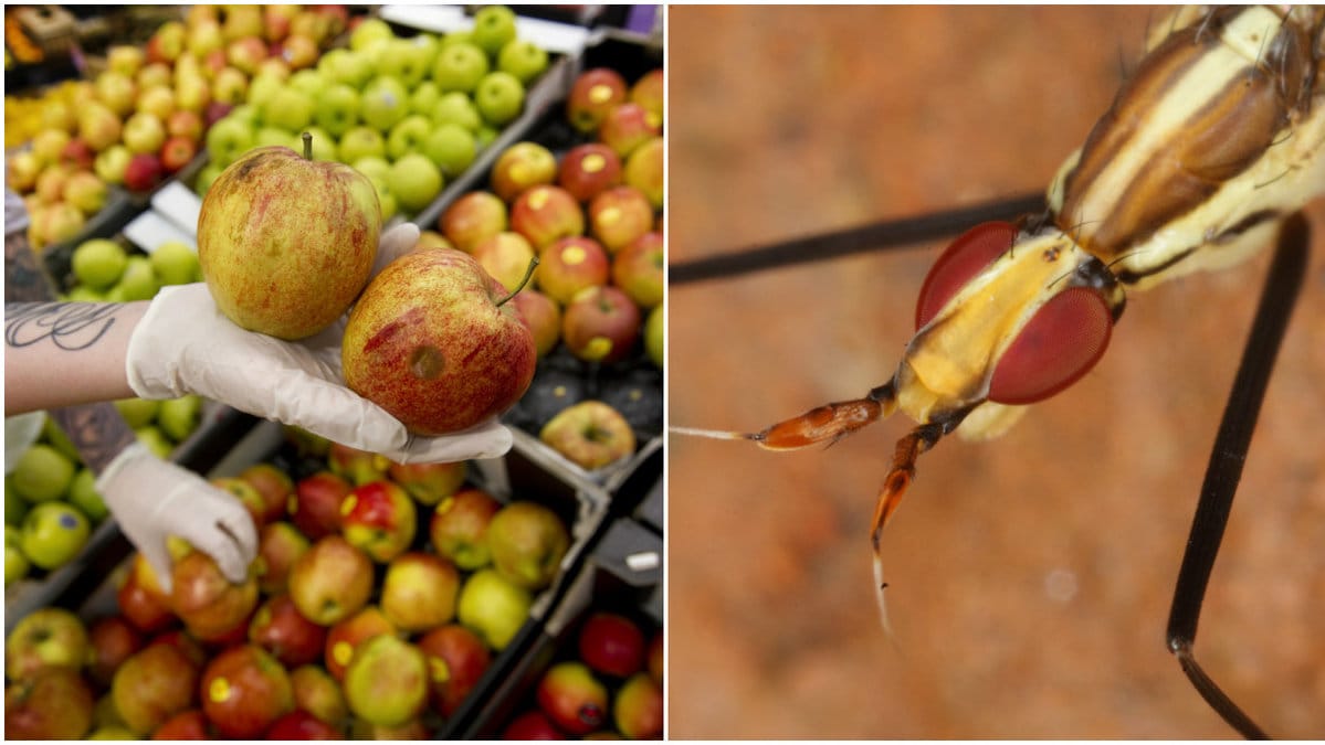 Bananflugor är irriterande. Så här blir du av med de.