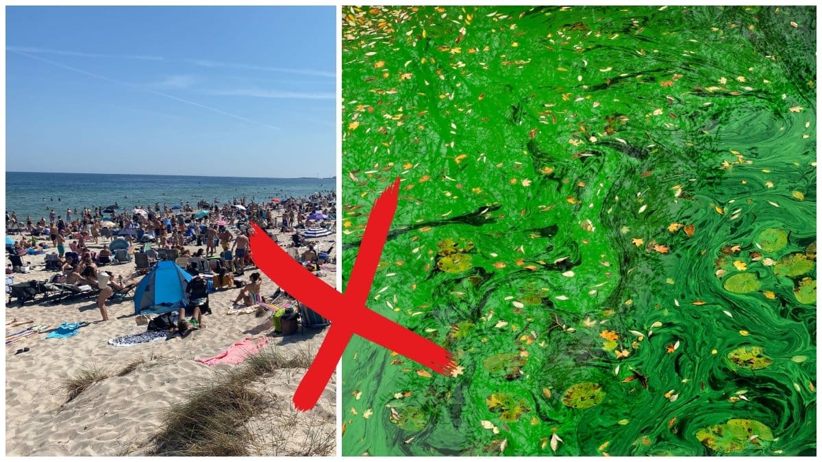 Algblomningen tycks dra in vid flera populära kustremsor.