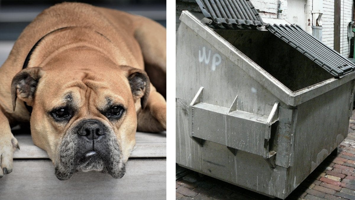 Hunden-Luna-torterades-i tre-dagar