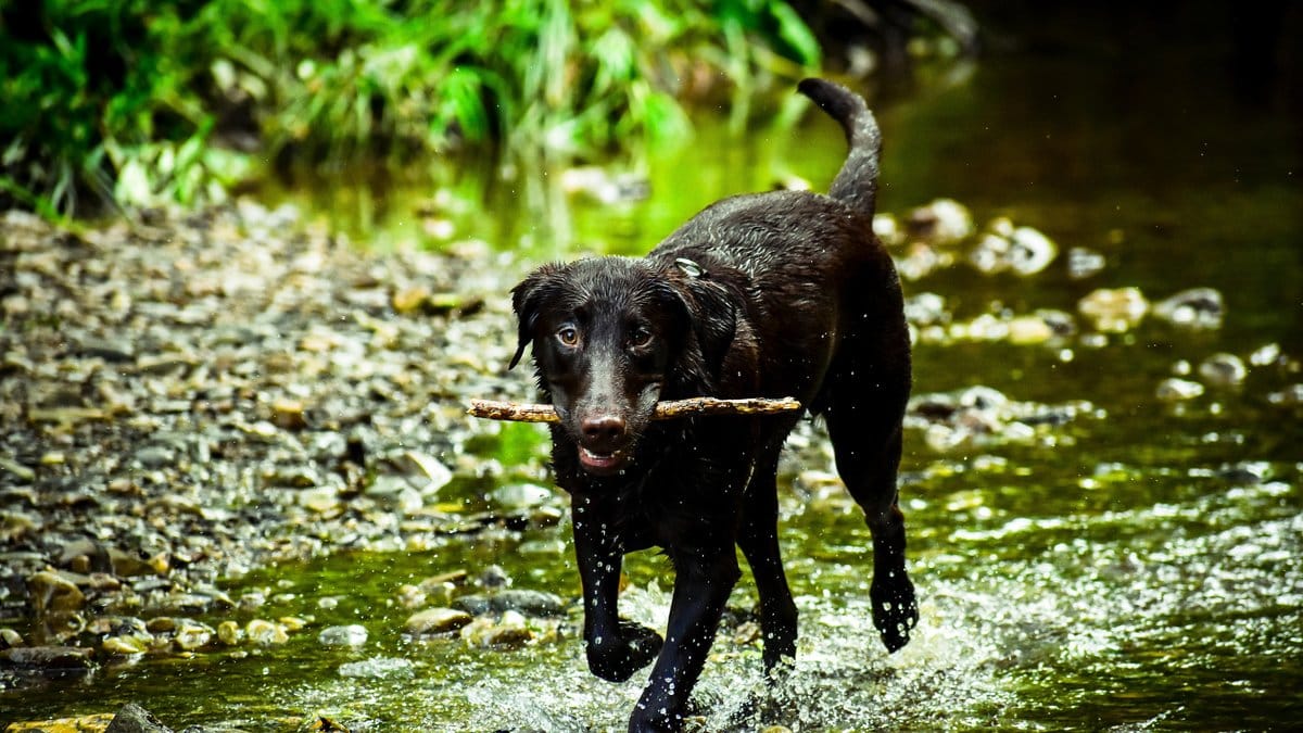 Hunden räddades från att frysa ihjäl. Bilden är en genrebild.