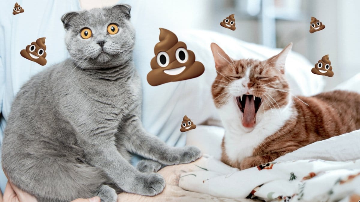 Därför gömmer katter sitt bajs. 