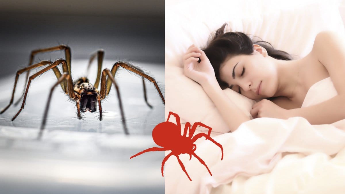 Darfor-bits-spindlar