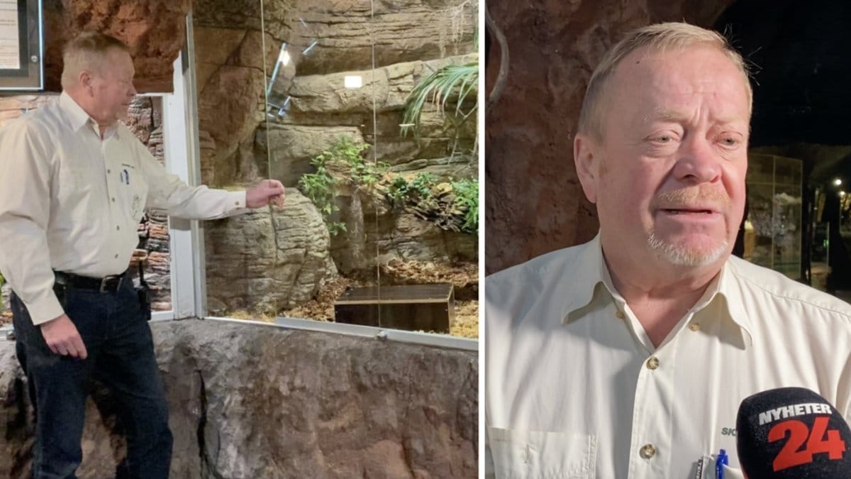 Här släpper Skansen-Jonas ut kungskobran Sir Väs.