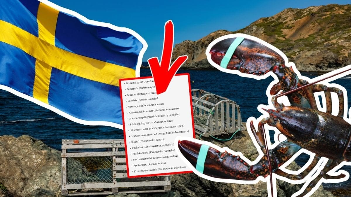 Sverige-flagga, hav och amerikansk hummer