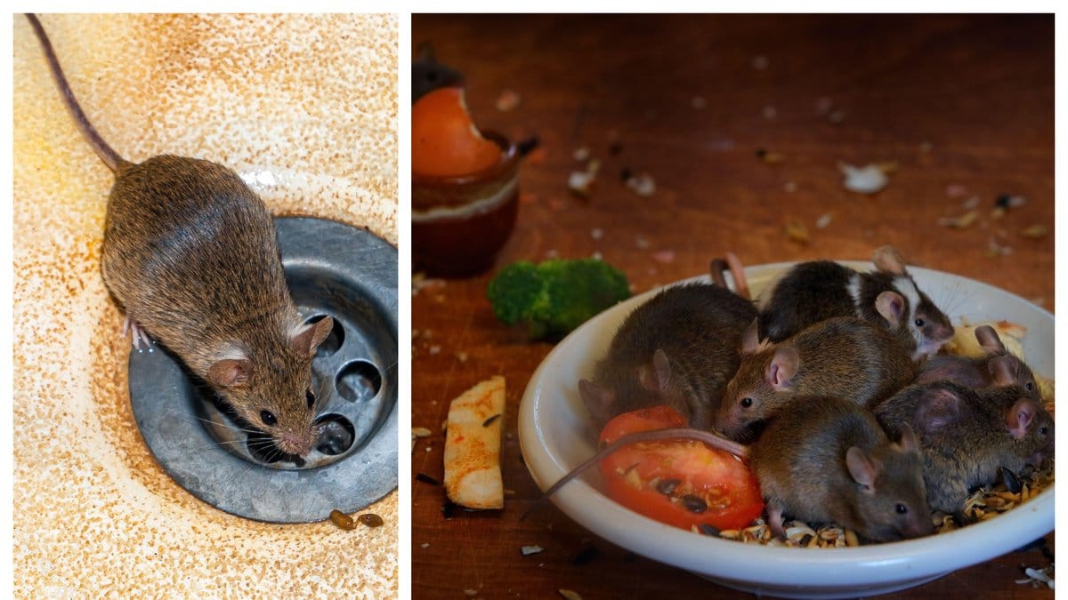 Kvinnan som vägrat åtgärda invasionen bötfälls nu.