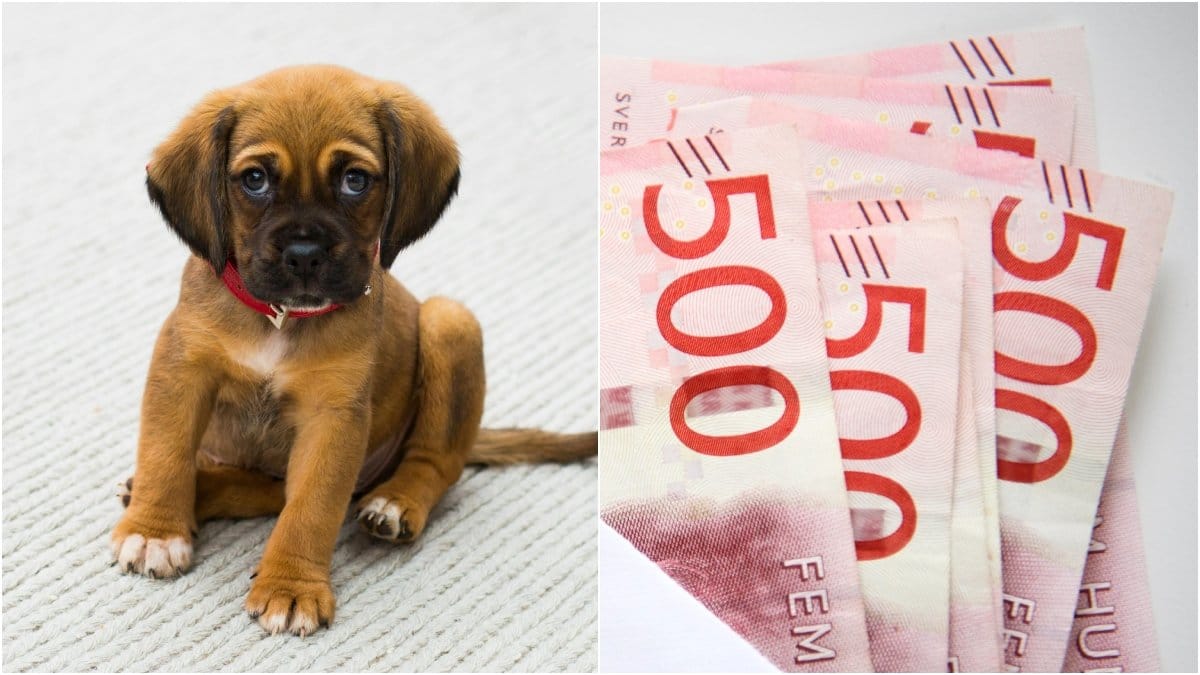 Har du hund kan det vara läge att fundera lite extra på att ha en buffert. 