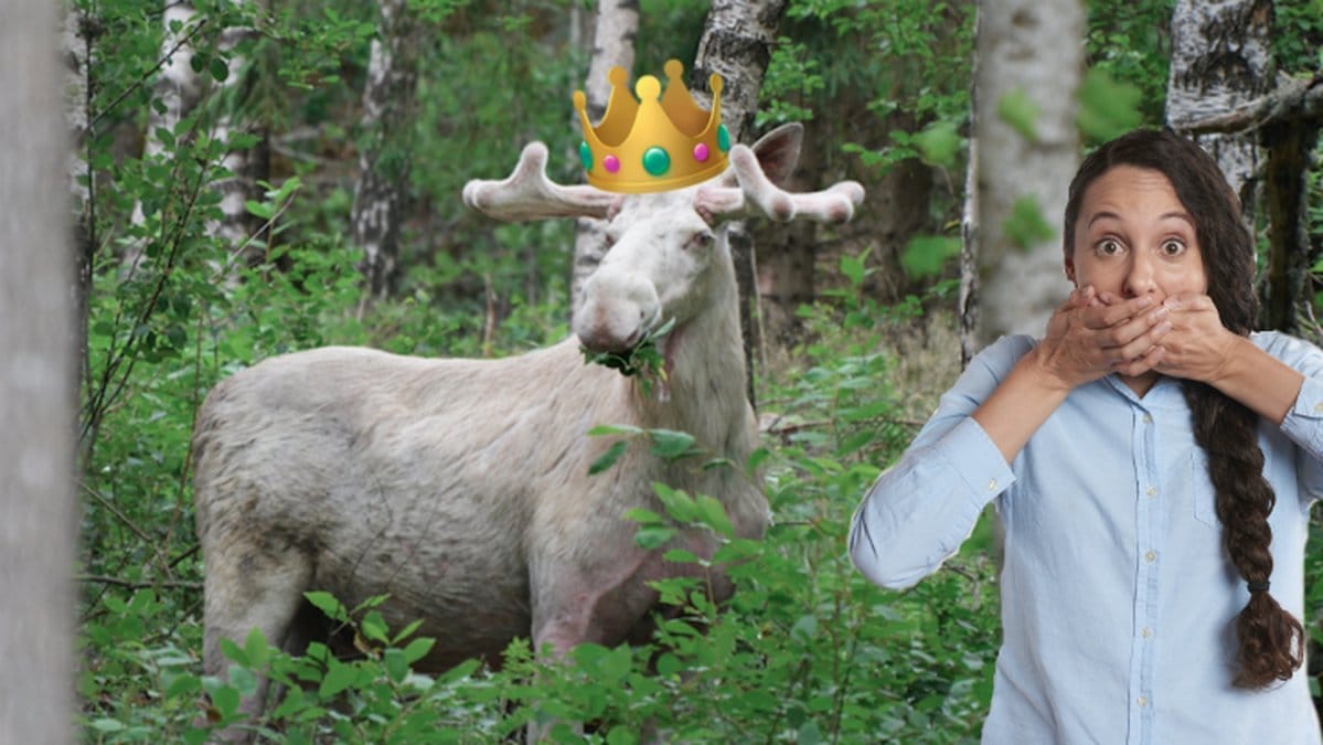 Älgen lider av  sjukdomen leucism
