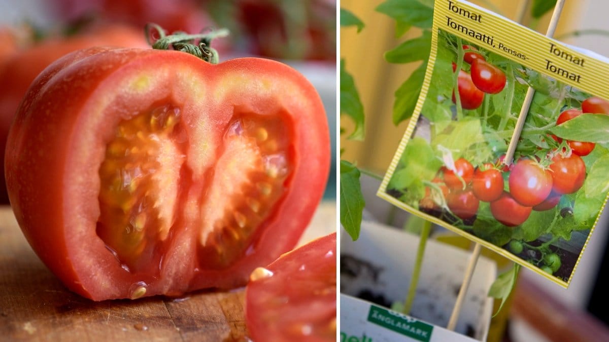 Bilder på tometer och tomatplantor.