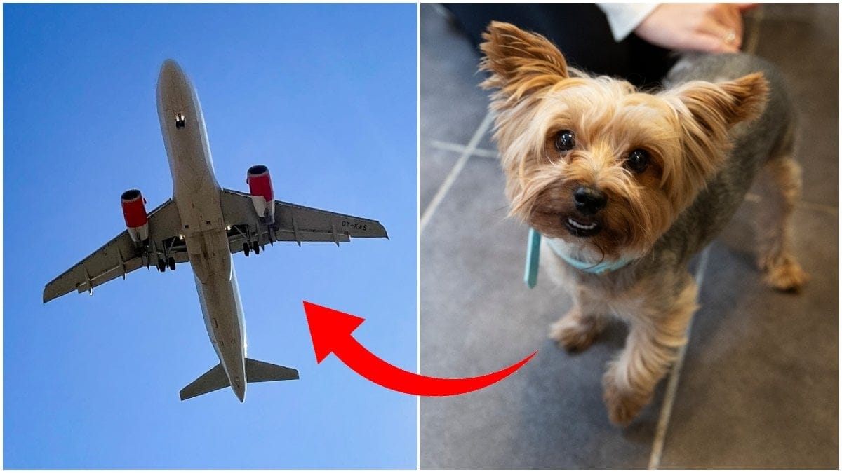 Husdjur på flygplan.