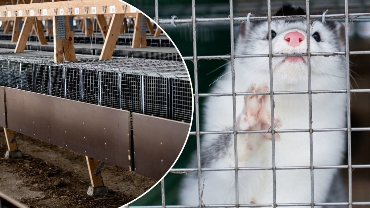 Bild på en mink och en minkfarm.
