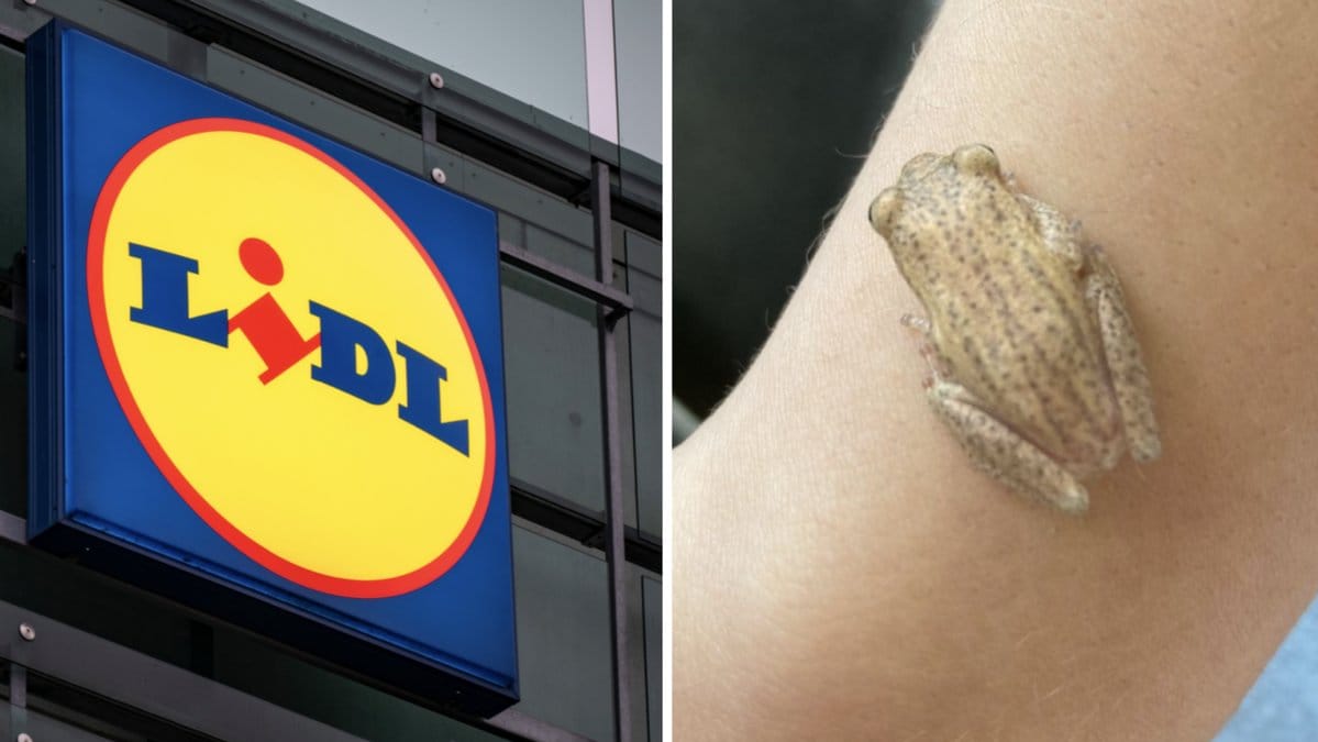 Jan Giovinazzo fick med sig hem en fripassagerare från Lidl.