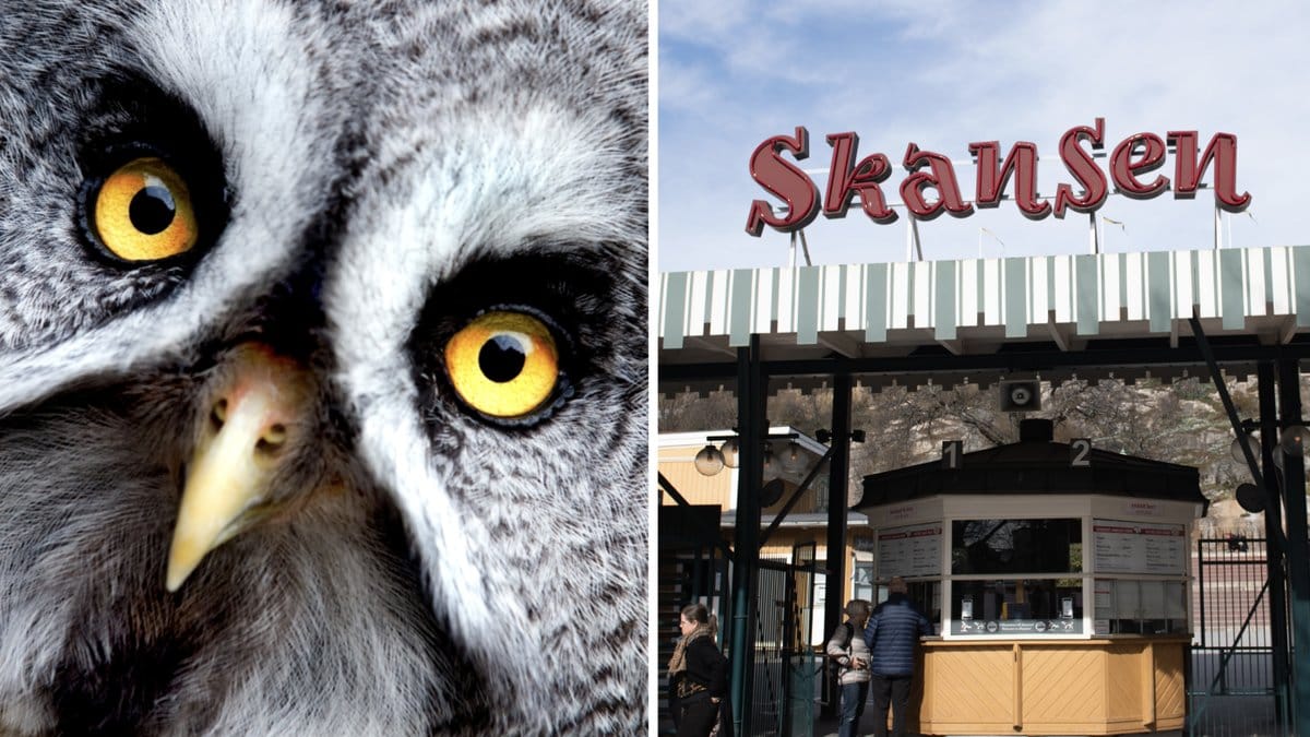 Bortflugna lappugglan Percy är tillbaka på Skansen