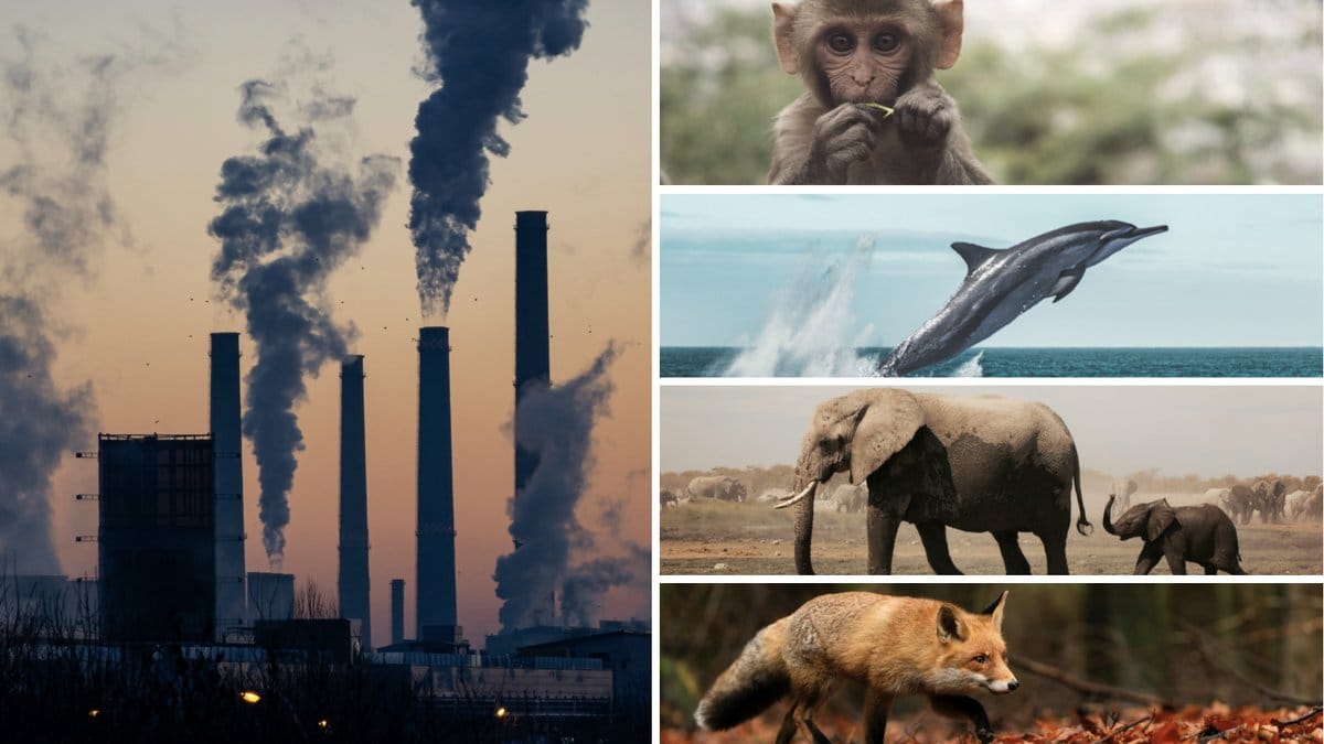 WWF rapport