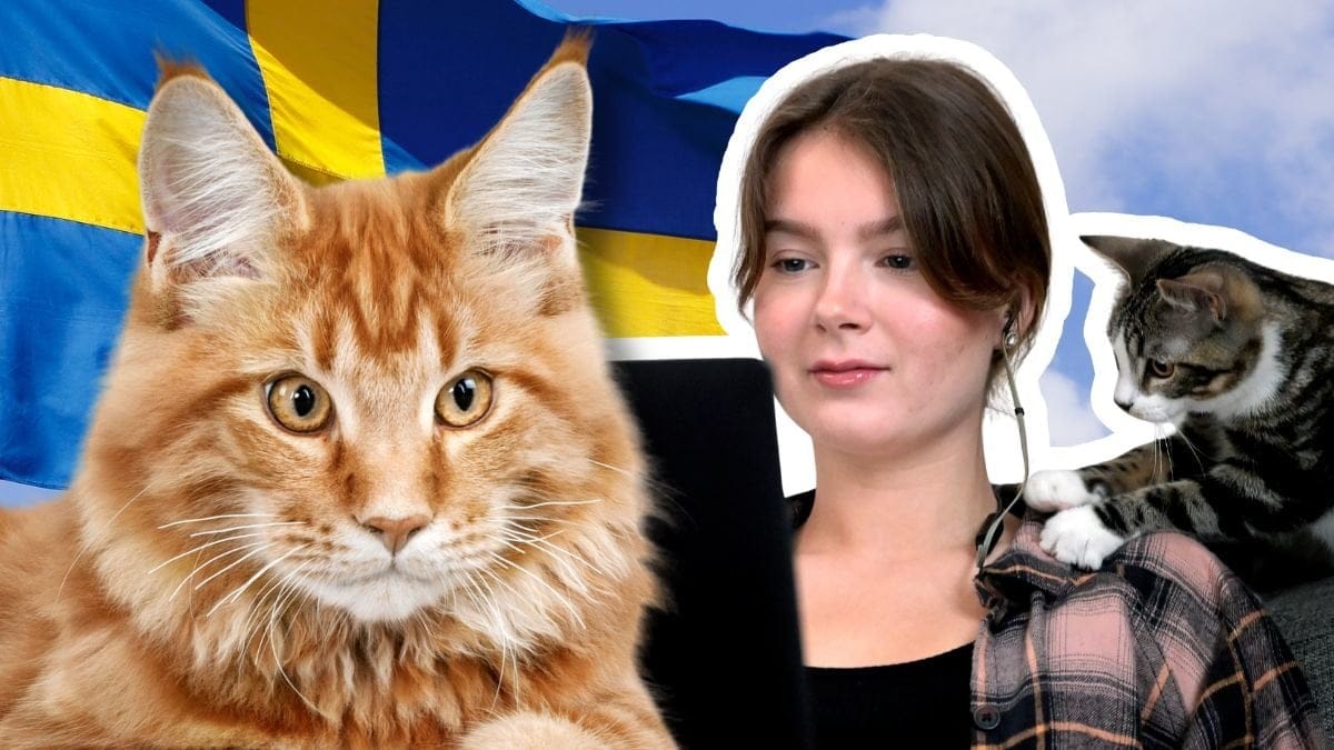 Katt, Sverige-flagga och ung kvinna med katt
