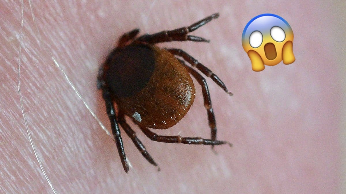 Ny-dodlig-fasting-har-natt-Sverige