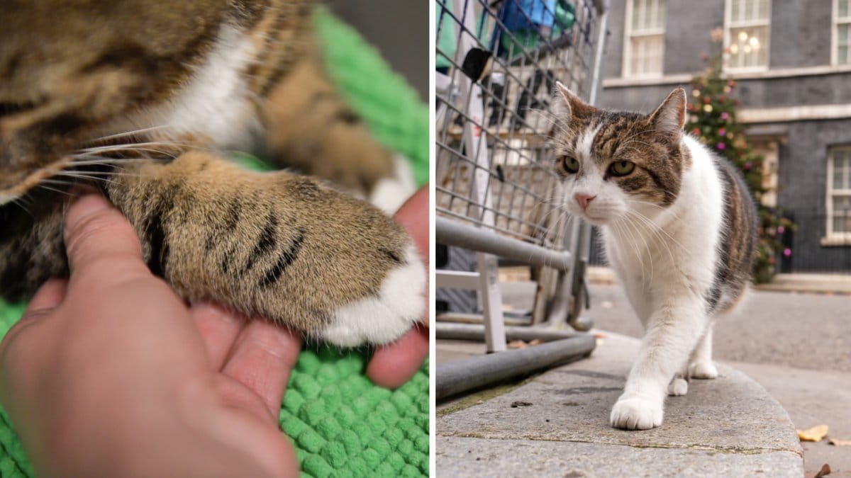 Nu är det lag på att id-märka sin katt och registrera sin misse hos Jordbruksverket. Flera kattägare har upplevt problem med registreringen. Men håll ut - snart är allt i sin ordning igen.