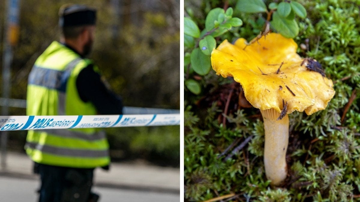 Genrebild och svamp