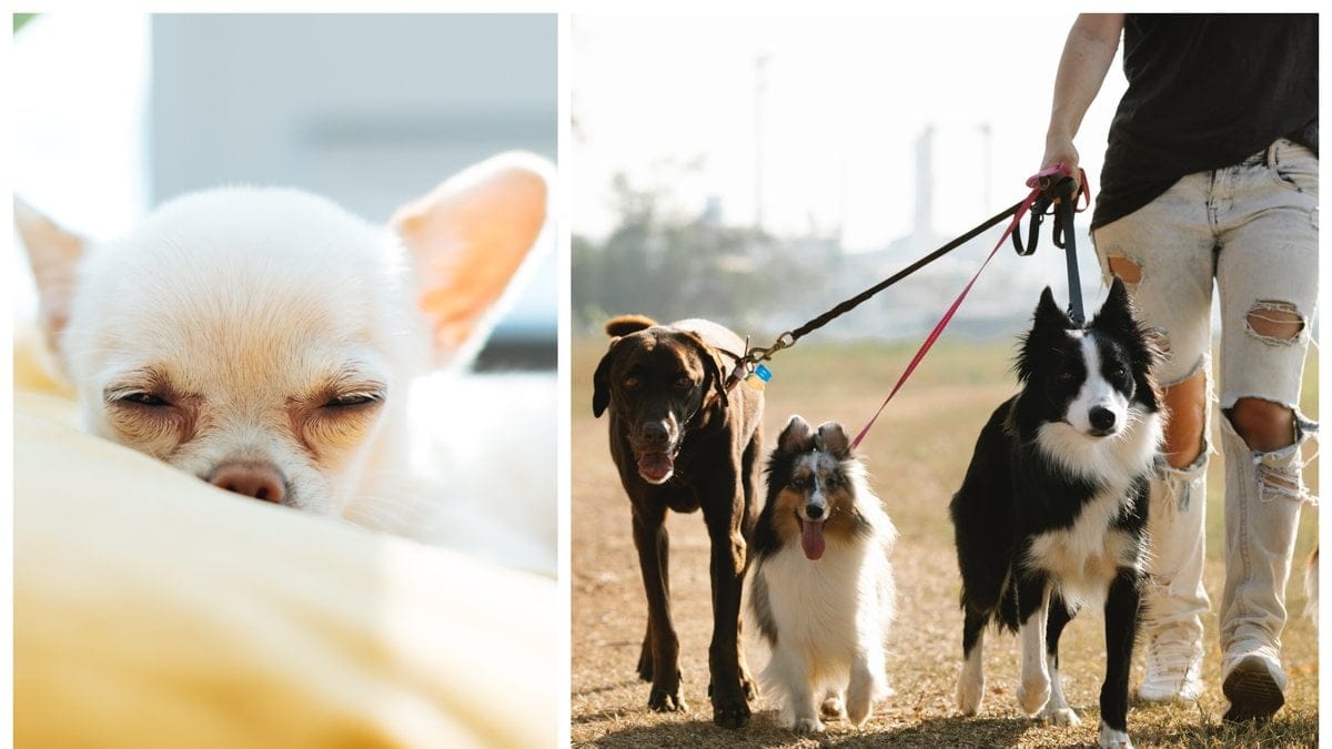 Vissa hundar är mer känsliga för värme än andra.