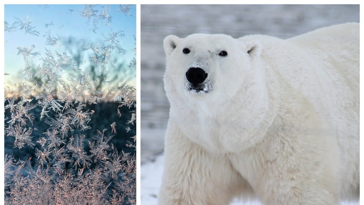 Svensken attackerades av en isbjörn när han låg och såg under en expedition på Grönland.
