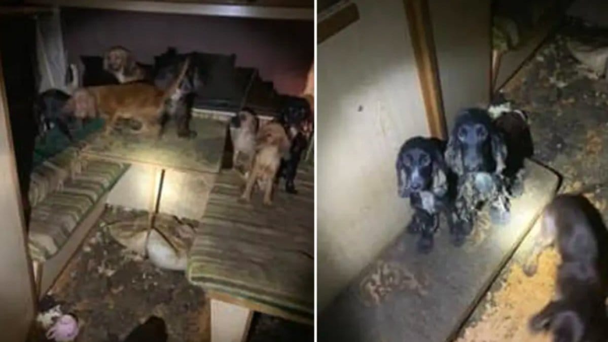 80 hundar vanvårdades av en man och kvinna i Ljusdal.