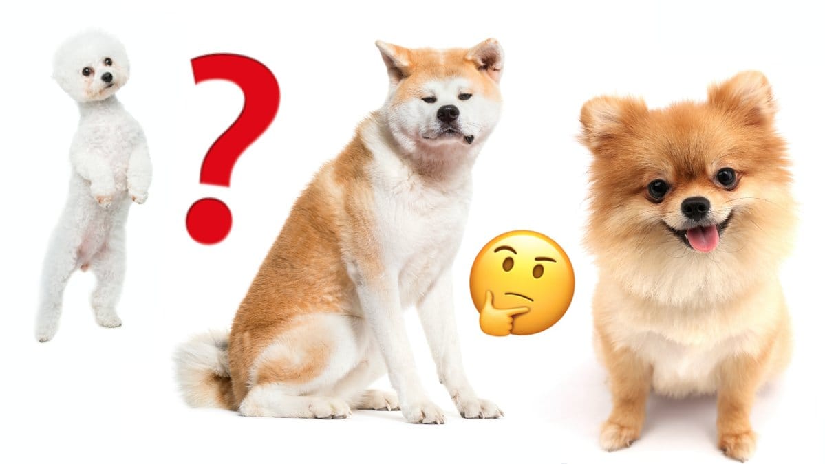 Gor-vart-test-och-forsok-gissa-ratt-hundras