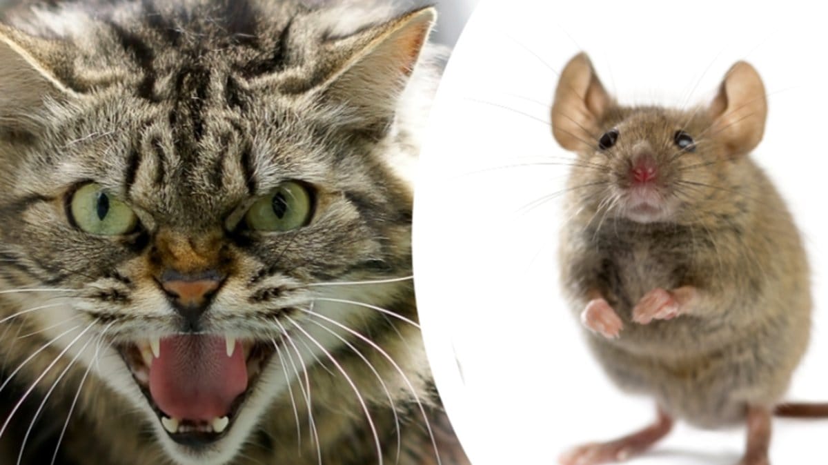 Studie: Så många smådjur dödar din katt per år