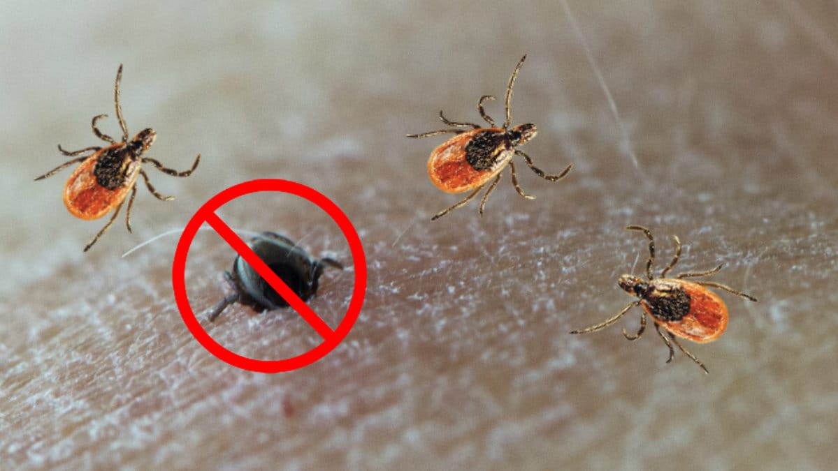 Fästingar kan smitta människan med TBE och borrelia.