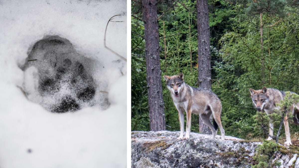 Idag finns 400 vargar i Sverige.